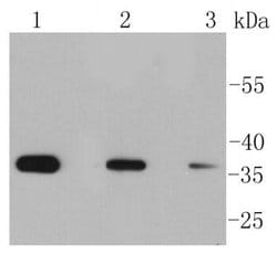 Invitrogen Phospho-EIF2S1 (Ser51) Recombinant Rabbit Monoclonal Antibody