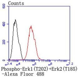 Invitrogen Phospho-ERK1/ERK2 (Thr202,Thr185) Recombinant Rabbit Monoclonal