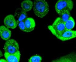 Invitrogen Phospho-ERK1/ERK2 (Thr202,Thr185) Recombinant Rabbit Monoclonal