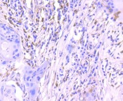 Invitrogen Phospho-ERK1/ERK2 (Thr202,Thr185) Recombinant Rabbit Monoclonal