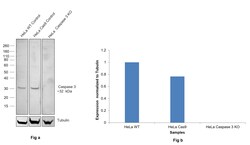 Invitrogen pro-Caspase 3 Recombinant Rabbit Monoclonal Antibody (SZ02-08) 100 &mu;L | Buy Online | Invitrogen&trade; | Fisher Scientific