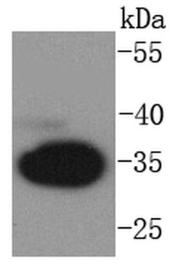 Invitrogen pro-Caspase 3 Recombinant Rabbit Monoclonal Antibody (SZ02-08) 100 &mu;L | Buy Online | Invitrogen&trade; | Fisher Scientific