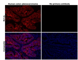 Invitrogen BCL-XL Recombinant Rabbit Monoclonal Antibody (SZ3-03) 100 &mu;L | Buy Online | Invitrogen&trade; | Fisher Scientific