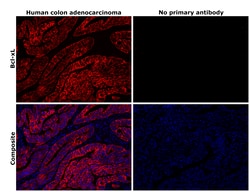 Invitrogen BCL-XL Recombinant Rabbit Monoclonal Antibody (SZ3-03) 100 &mu;L | Buy Online | Invitrogen&trade; | Fisher Scientific
