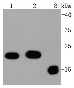 Invitrogen Bax Recombinant Rabbit Monoclonal Antibody (SZ3-07) 100 &mu;L | Buy Online | Invitrogen&trade; | Fisher Scientific