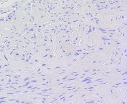 Invitrogen&trade;&nbsp;Phospho-Myb (Ser11) Recombinant Rabbit Monoclonal Antibody (SZ04-81)