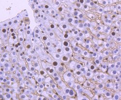 Invitrogen MSH6 Recombinant Rabbit Monoclonal Antibody (SP08-02) 100 &mu;L;