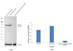 Invitrogen MSH6 Recombinant Rabbit Monoclonal Antibody (SP08-02) 100 &mu;L;