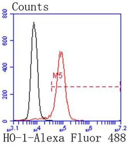 Invitrogen HO-1 Recombinant Rabbit Monoclonal Antibody (SP08-07) 100 &mu;L;