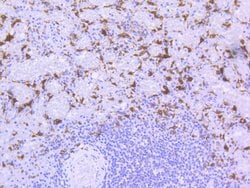 Invitrogen HO-1 Recombinant Rabbit Monoclonal Antibody (SP08-07) 100 &mu;L;