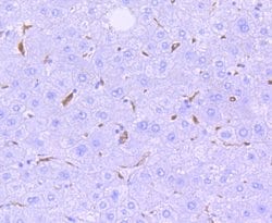Invitrogen HO-1 Recombinant Rabbit Monoclonal Antibody (SP08-07) 100 &mu;L;