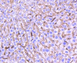 Invitrogen HO-1 Recombinant Rabbit Monoclonal Antibody (SP08-07) 100 &mu;L;