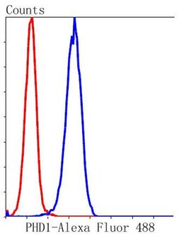 Invitrogen PHD1 Recombinant Rabbit Monoclonal Antibody (SP00-48) 100 &mu;L;