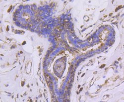 Invitrogen PHD1 Recombinant Rabbit Monoclonal Antibody (SP00-48) 100 &mu;L;