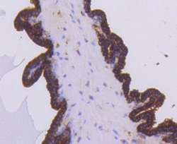 Invitrogen PHD1 Recombinant Rabbit Monoclonal Antibody (SP00-48) 100 &mu;L;