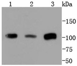 Invitrogen PMS2 Recombinant Rabbit Monoclonal Antibody (SY08-09) 100 &mu;L;