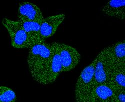 Invitrogen TACC3 Recombinant Rabbit Monoclonal Antibody (SY10-06) 100 &mu;L;