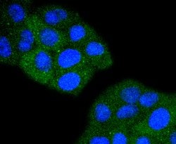 Invitrogen TACC3 Recombinant Rabbit Monoclonal Antibody (SY10-06) 100 &mu;L;