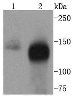 Invitrogen TACC3 Recombinant Rabbit Monoclonal Antibody (SY10-06) 100 &mu;L;
