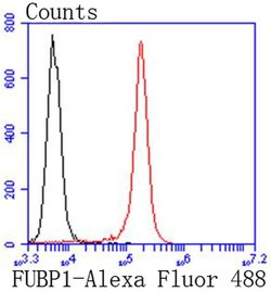 Invitrogen FUBP1 Recombinant Rabbit Monoclonal Antibody (SY11-04) 100 &mu;L;