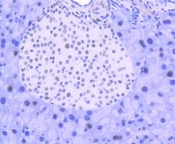 Invitrogen FUBP1 Recombinant Rabbit Monoclonal Antibody (SY11-04) 100 &mu;L;