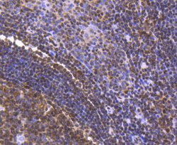 Invitrogen FUBP1 Recombinant Rabbit Monoclonal Antibody (SY11-04) 100 &mu;L;