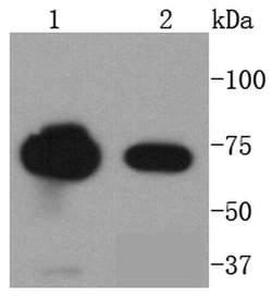 Invitrogen FUBP1 Recombinant Rabbit Monoclonal Antibody (SY11-04) 100 &mu;L;