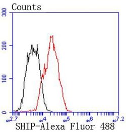 Invitrogen SHIP1 Recombinant Rabbit Monoclonal Antibody (SY11-08) 100 &mu;L;