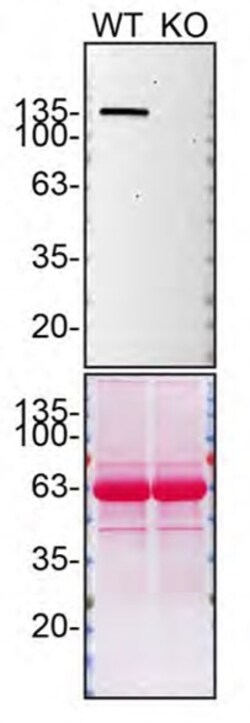 Invitrogen SHIP1 Recombinant Rabbit Monoclonal Antibody (SY11-08) 100 &mu;L;