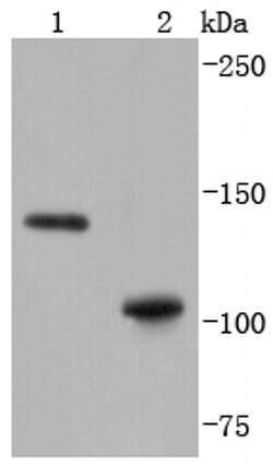 Invitrogen SHIP1 Recombinant Rabbit Monoclonal Antibody (SY11-08) 100 &mu;L;