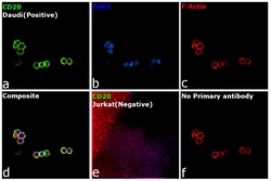 Invitrogen&trade;&nbsp;CD20 Recombinant Rabbit Monoclonal Antibody (SY12-01)