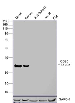 Invitrogen CD20 Recombinant Rabbit Monoclonal Antibody (SY12-01) 100 &mu;L | Buy Online | Invitrogen&trade; | Fisher Scientific