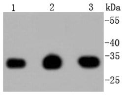 Invitrogen PCNA Recombinant Rabbit Monoclonal Antibody (SY12-07) 100 &mu;L;