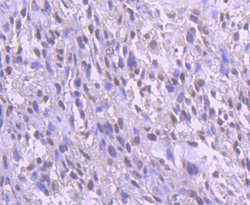 Invitrogen YY1 Recombinant Rabbit Monoclonal Antibody (SY29-01) 100 &mu;L;