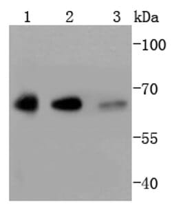 Invitrogen YY1 Recombinant Rabbit Monoclonal Antibody (SY29-01) 100 &mu;L;