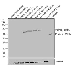 V5 Tag Recombinant Rabbit Monoclonal Antibody (SY30-01), Invitrogen 100