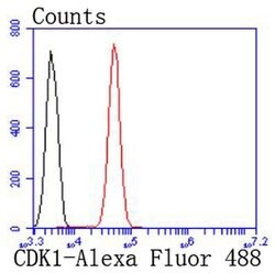Invitrogen CDK1 Recombinant Rabbit Monoclonal Antibody (SM01-44) 100 &mu;L | Buy Online | Invitrogen&trade; | Fisher Scientific