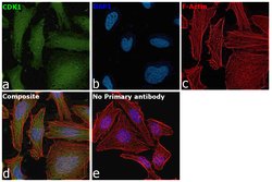 Invitrogen CDK1 Recombinant Rabbit Monoclonal Antibody (SM01-44) 100 &mu;L | Buy Online | Invitrogen&trade; | Fisher Scientific