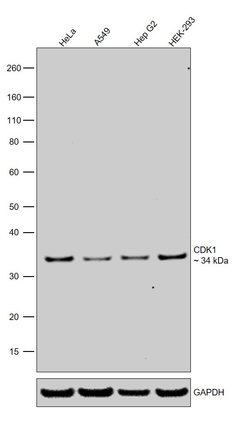 Invitrogen CDK1 Recombinant Rabbit Monoclonal Antibody (SM01-44) 100 &mu;L | Buy Online | Invitrogen&trade; | Fisher Scientific