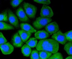 Invitrogen HSP90 alpha Recombinant Rabbit Monoclonal Antibody (SY14-06)