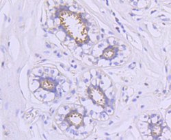 Invitrogen HSP90 alpha Recombinant Rabbit Monoclonal Antibody (SY14-06)