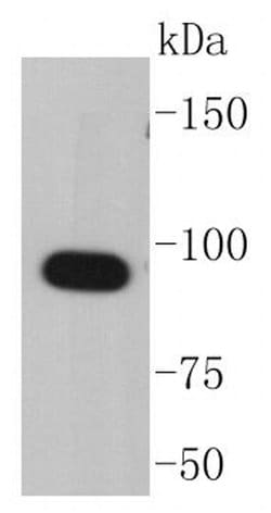 Invitrogen HSP90 alpha Recombinant Rabbit Monoclonal Antibody (SY14-06)