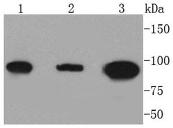 Invitrogen DNMT3B Recombinant Rabbit Monoclonal Antibody (SY09-07) 100