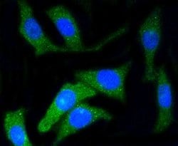 Invitrogen&trade;&nbsp;CD34 Recombinant Rabbit Monoclonal Antibody (SI16-01)
