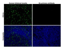 CD11c Recombinant Rabbit Monoclonal Antibody (SI19-06):Antibodies, Recombinant