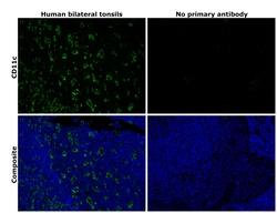 CD11c Recombinant Rabbit Monoclonal Antibody (SI19-06):Antibodies, Recombinant