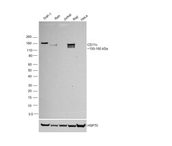 CD11c Recombinant Rabbit Monoclonal Antibody (SI19-06):Antibodies, Recombinant