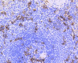 CD11c Recombinant Rabbit Monoclonal Antibody (SI19-06):Antibodies, Recombinant