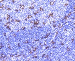 CD11c Recombinant Rabbit Monoclonal Antibody (SI19-06):Antibodies, Recombinant
