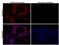 Invitrogen Lamin B1 Recombinant Rabbit Monoclonal Antibody (SI17-07) 100 &mu;L | Buy Online | Invitrogen&trade; | Fisher Scientific